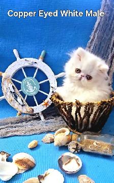Exquisite Registered Persian & Exotic Kittens - Photo 2