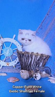 Exquisite Registered Persian & Exotic Kittens - Photo 4