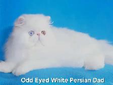 Exquisite Registered Persian & Exotic Kittens - Photo 9