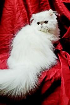 Exquisite Registered Persian & Exotic Kittens - Photo 10