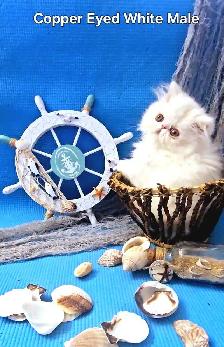 Purebred Registered Persian & Exotic Kittens - Photo 2