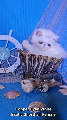 Purebred Registered Persian & Exotic Kittens - Photo 4
