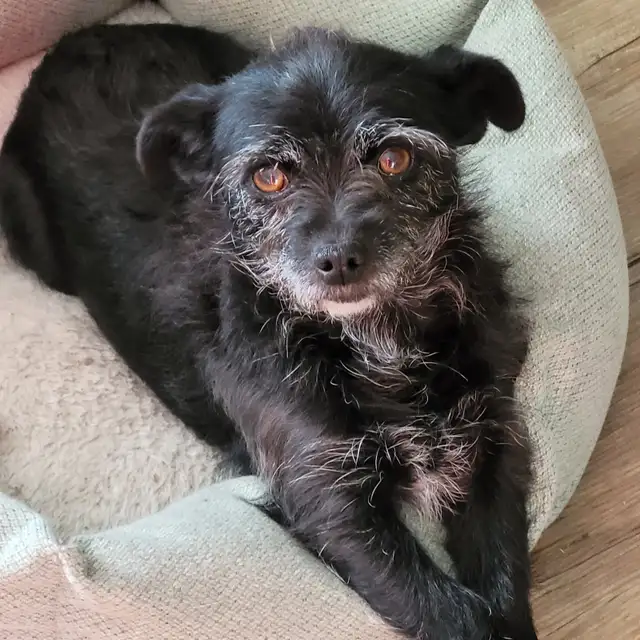 Female older Dog For Sale