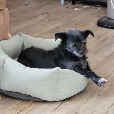 Female older Dog For Sale - Photo 2
