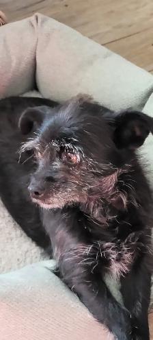 Female older Dog For Sale - Photo 3