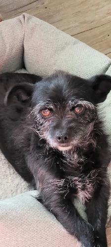 Female older Dog For Sale - Photo 4