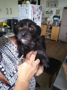 Female older Dog For Sale - Photo 5