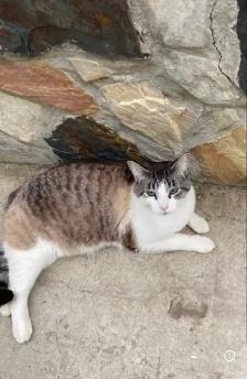 missing cat Warburg area