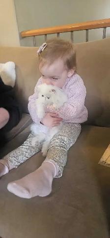 Stunning Registered Persian & Exotic Kittens - Photo 8