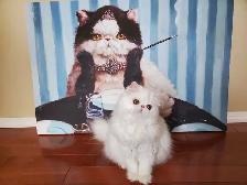 Stunning Registered Persian & Exotic Kittens - Photo 10