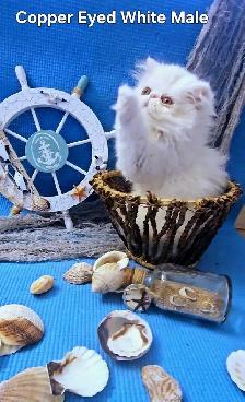 Quality Pedigreed Persian & Exotic Kittens - Photo 2