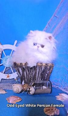 Quality Pedigreed Persian & Exotic Kittens - Photo 3