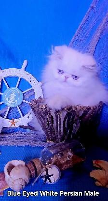 Quality Pedigreed Persian & Exotic Kittens - Photo 5