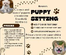 Puppy sitting
