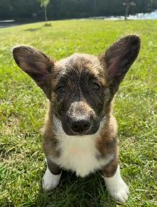 Corgi Puppies