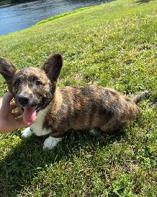 Corgi Puppies - Photo 2