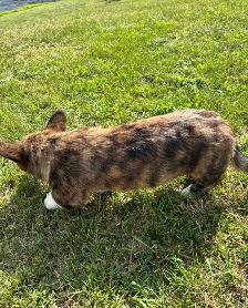 Corgi Puppies - Photo 3