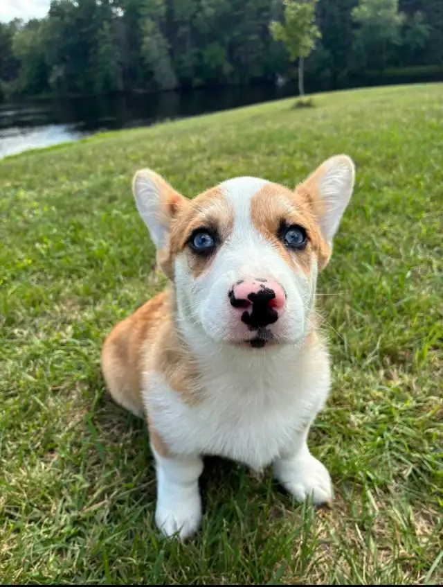 Beautiful Corgi Puppies!