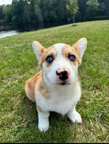Beautiful Corgi Puppies!