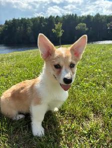 Beautiful Corgi Puppies! - Photo 2