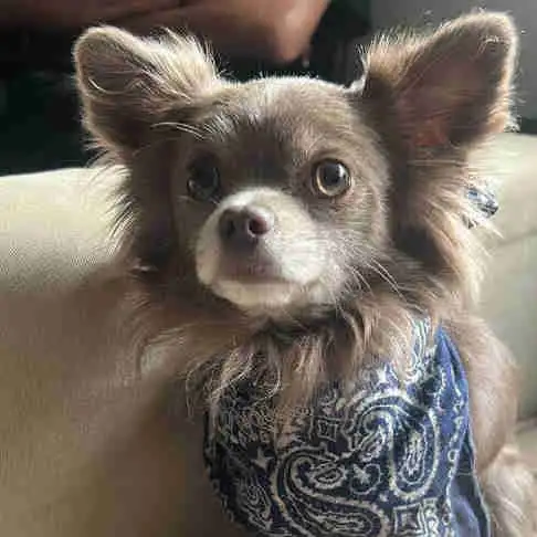long haired male chihuahua