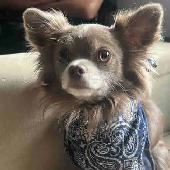 long haired male chihuahua
