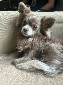 long haired male chihuahua - Photo 2