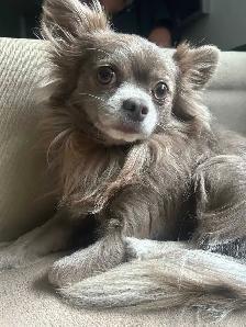 long haired male chihuahua - Photo 3