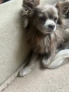 long haired male chihuahua - Photo 4