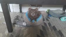 long haired male chihuahua - Photo 5