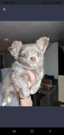 long haired male chihuahua - Photo 6