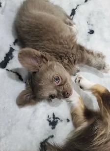 long haired male chihuahua - Photo 7