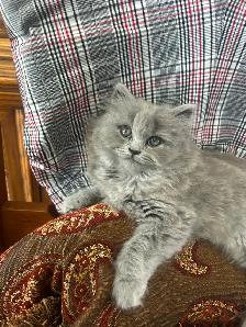 Scottish Straight Blue long-haired kittens registered in CCA/AFC - Photo 8