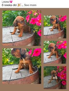 Cavalier King Charles cross