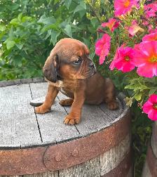 Cavalier King Charles cross - Photo 7