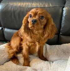 Cavalier King Charles cross - Photo 9