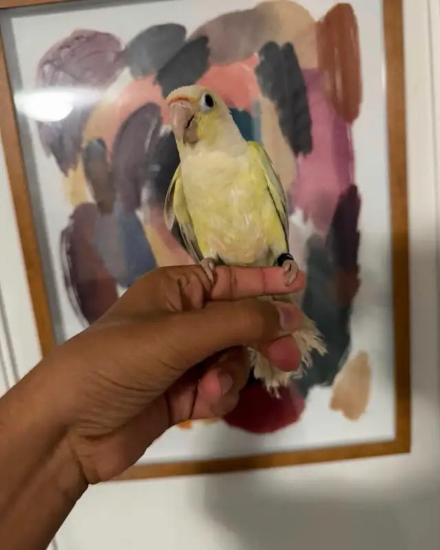 Baby Mooncheek Conure