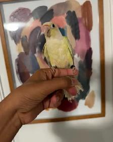Baby Mooncheek Conure
