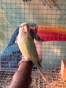 Baby Mooncheek Conure - Photo 2