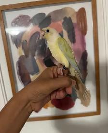 Baby Mooncheek Conure - Photo 3