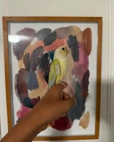 Baby Mooncheek Conure - Photo 4