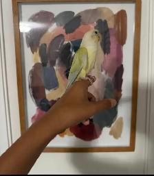 Baby Mooncheek Conure - Photo 5