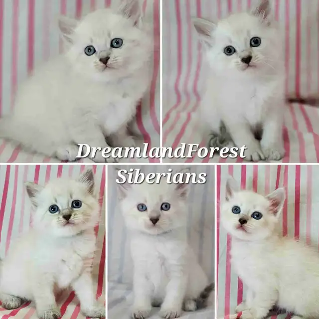 Hypoallergenic TICA Registered Siberian Kittens