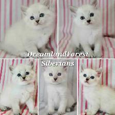 Hypoallergenic TICA Registered Siberian Kittens