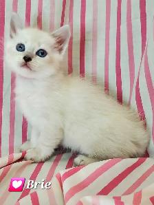 Hypoallergenic TICA Registered Siberian Kittens - Photo 2