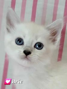 Hypoallergenic TICA Registered Siberian Kittens - Photo 3
