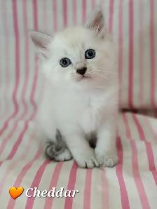 Hypoallergenic TICA Registered Siberian Kittens - Photo 6