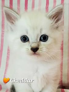 Hypoallergenic TICA Registered Siberian Kittens - Photo 7