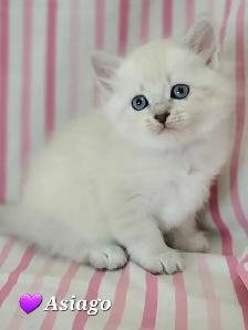 Hypoallergenic TICA Registered Siberian Kittens - Photo 8