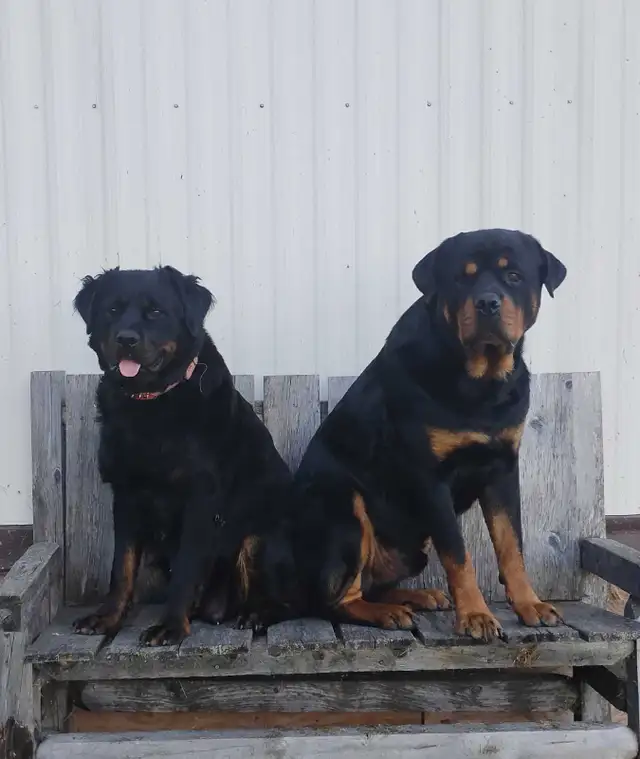 Pure Rottweiler puppies